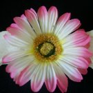 Light Pink Gerber Daisy
