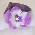 Purple Pansy