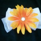 Orange Daisy