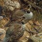 Carl Brenders CALIFORNIA QUAIL Framed 141/950 S/N – eBay Low Price = $745