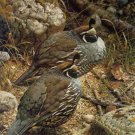 Carl Brenders CALIFORNIA QUAIL Framed 98/950 S/N – eBay Low Price = $745