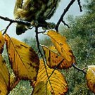 Carl Brenders FIREBALL Screech Owl L/E S/N/COA Lowest EBAY price = $145
