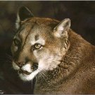 Carl Brenders CLOSE UP COUGAR L/E S/N w/COA eBay Low Price = $99.99