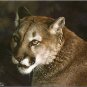 Carl Brenders CLOSE UP COUGAR L/E S/N w/COA eBay Low Price = $99.99