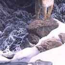 Bonnie Marris SECURITY BLANKET Mountain Lion L/E S/N w/COA  – eBay Low Price = $90