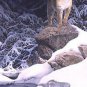 Bonnie Marris SECURITY BLANKET Mountain Lion L/E S/N w/COA  – eBay Low Price = $90