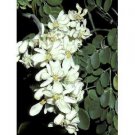 500 Moringa Oleifera Seeds Drumstick Seed Moringa tree