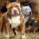 Pitbull Queen Size Blanket 79"x95"