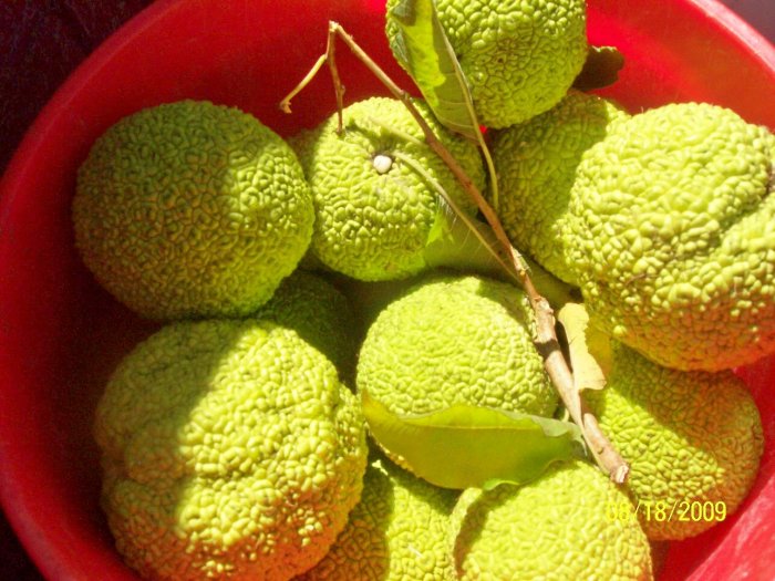 Hedge Apples Osage Orange Natural Pest Control 0 SHIP