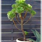 Aeonium Arboreum Tree Aeonium Succulent House Plant