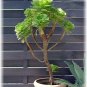 Aeonium Arboreum Tree Aeonium Succulent House Plant