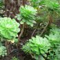 Aeonium Arboreum Tree Aeonium Succulent House Plant