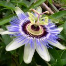 Passiflora Caerulea - Passion Flower Tropical Climber