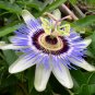 Passiflora Caerulea - Passion Flower Tropical Climber