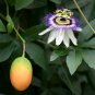 Passiflora Caerulea - Passion Flower Tropical Climber