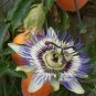 Passiflora Caerulea - Passion Flower Tropical Climber