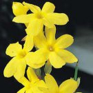 Jasminum Nudiflorum - Winter Jasmine - Jessamine - Scented Climber