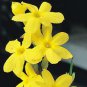 Jasminum Nudiflorum - Winter Jasmine - Jessamine - Scented Climber
