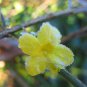 Jasminum Nudiflorum - Winter Jasmine - Jessamine - Scented Climber