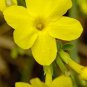 Jasminum Nudiflorum - Winter Jasmine - Jessamine - Scented Climber