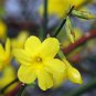 Jasminum Nudiflorum - Winter Jasmine - Jessamine - Scented Climber