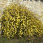 Jasminum Nudiflorum - Winter Jasmine - Jessamine - Scented Climber