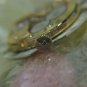 SPECIAL JULES JURGENSEN 1ST 1740 WATCH MOVEMENT~SWISS~17 JEWELS