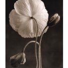 Iceland Poppies II by Sondra Wampler 26x38 Art Print Poster 748443