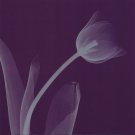 Tulipsilver (Sm) by Steven N. Meyers 8x8 Art Print Poster 470100
