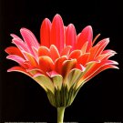 Pink Gerbera III by Stephen Mitchell 8x8 Art Print Poster 658525