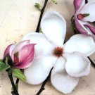 Magnolia Diva I by Heather Johnston 20x20 Art Print Poster 747648