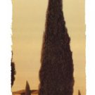 Cypress II by Amy Melious 8x20 Art Print Poster 727615