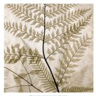 Ferns II by Steven N. Meyers 13x13 Art Print Poster 485973