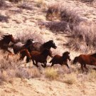 Mustang Horses Running, Wyoming by  Unknown 36x24 Art Print Poster 539088