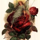 Fairy On Rose by  Unknown 11x17 Art Print Poster 652489