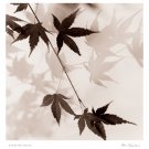 Japanese Maple Leaves No. 1 by Alan Blaustein 13x14 Art Print Poster 460422