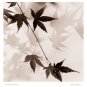 Japanese Maple Leaves No. 1 by Alan Blaustein 13x14 Art Print Poster 460422