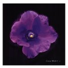 Vibrant Flower VIII by Lola Henry 13x19 Art Print Poster 755328