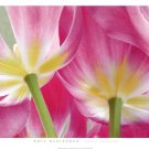 Tulip Garden by Phil Gleissner 38x27 Art Print Poster 939720