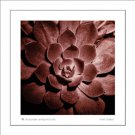 Chocolate Sempervivum by Mark Baker 13x13 Art Print Poster 658212