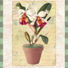 Potted Cattleya by Walter Robertson 8x10 Art Print Poster 113286