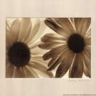 Daisies II by Judy Silverstein 10x8 Art Print Poster 666629