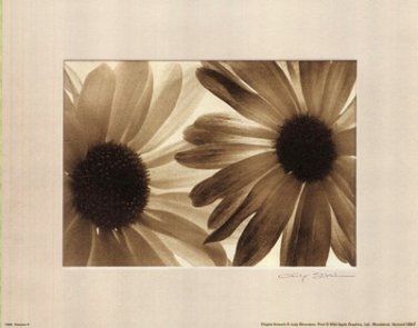 Daisies II by Judy Silverstein 10x8 Art Print Poster 666629