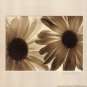 Daisies II by Judy Silverstein 10x8 Art Print Poster 666629