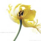 Bloom Edge Of A Petal by  Unknown 20x16 Art Print Poster 607517
