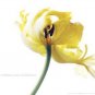 Bloom Edge Of A Petal by  Unknown 20x16 Art Print Poster 607517