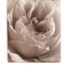 Delicate Rose by Alan Majchrowicz 20x26 Art Print Poster 121260