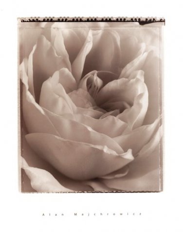 Delicate Rose by Alan Majchrowicz 20x26 Art Print Poster 121260