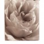 Delicate Rose by Alan Majchrowicz 20x26 Art Print Poster 121260