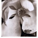 Magnolia No. 3 by Sondra Wampler 24x36 Art Print Poster 748068